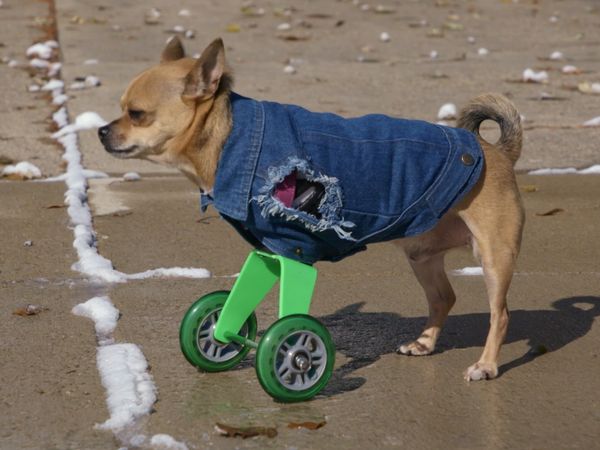 Le Magicien Des Protheses Animales - Turbo Roo & Thor