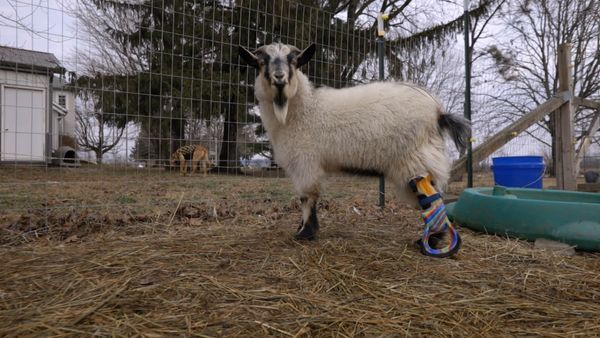 Le Magicien Des Protheses Animales - Ferdie