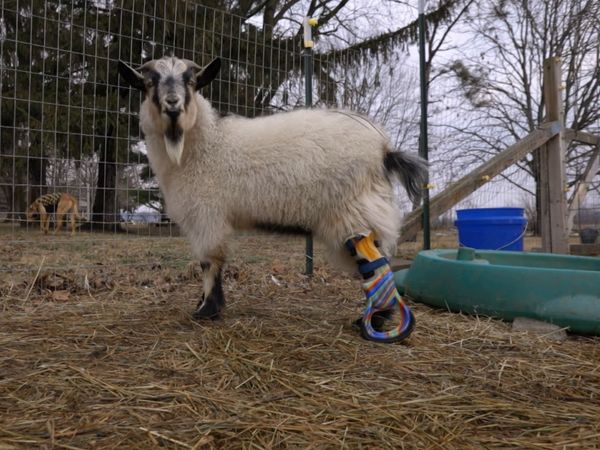 Le Magicien Des Protheses Animales - Ferdie