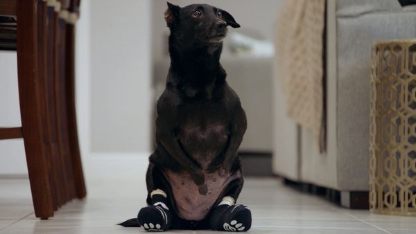 Le Magicien Des Protheses Animales - Elsa