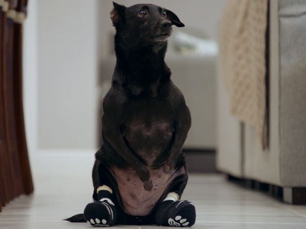 Le Magicien Des Protheses Animales - Elsa