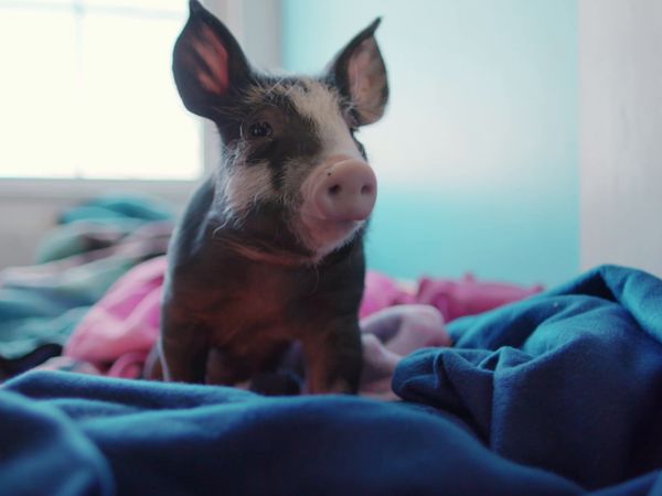 Le Magicien Des Protheses Animales - Bear