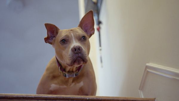 Le Magicien Des Protheses Animales - Gracie