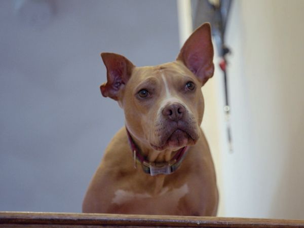 Le Magicien Des Protheses Animales - Gracie