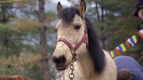 Le Magicien Des Protheses Animales - Yusi - Part 2