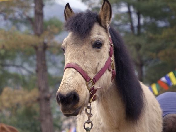 Le Magicien Des Protheses Animales - Yusi - Part 2