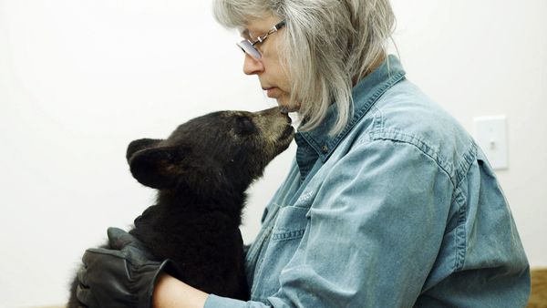 Wild Bear Rescue - A Cub With a Kick