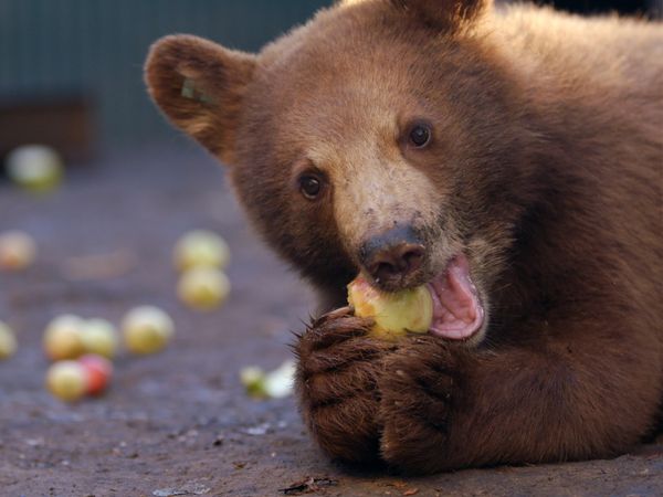 Wild Bear Rescue - A Taste of Freedom