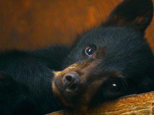 Wild Bear Rescue - Catch and Release
