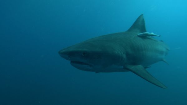 Deadly Hunters - Deadly Jaws