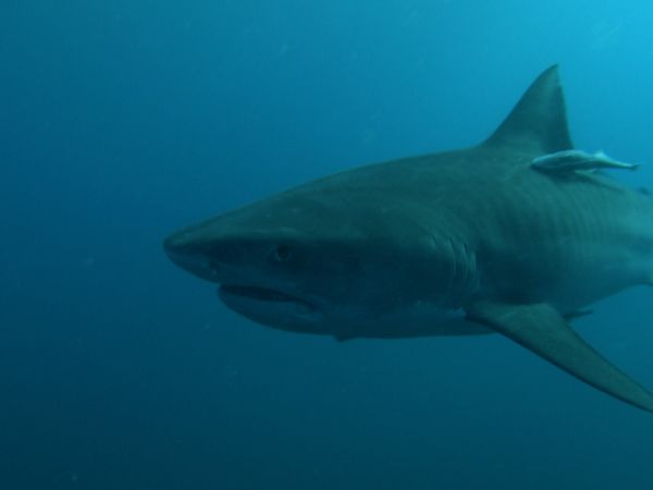 Deadly Hunters - Deadly Jaws