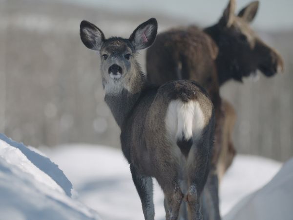 Wild Bear Rescue - A Beary Long Winter