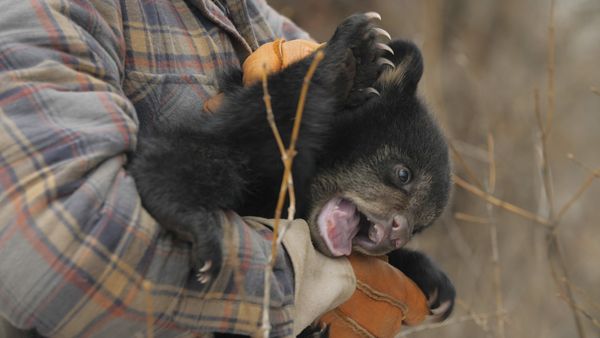 Wild Bear Rescue - Collateral Cubs