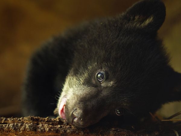 Wild Bear Rescue - Velcro Bears