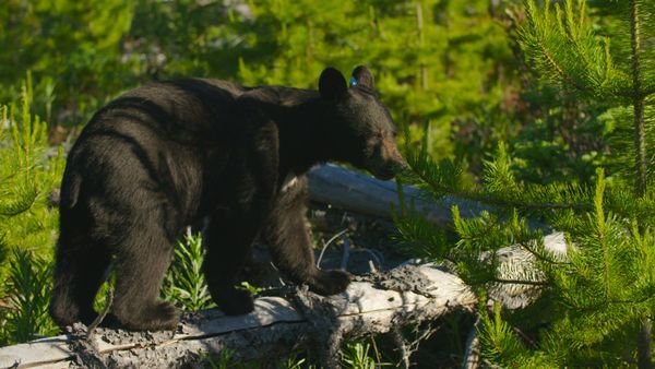 Wild Bear Rescue - Mini Moose and Brawler Bears