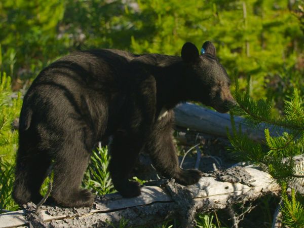Wild Bear Rescue - Mini Moose and Brawler Bears