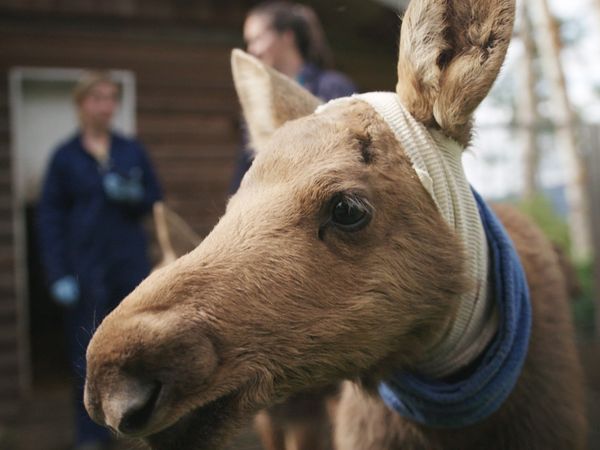 Wild Bear Rescue - Déjà Vu Moose