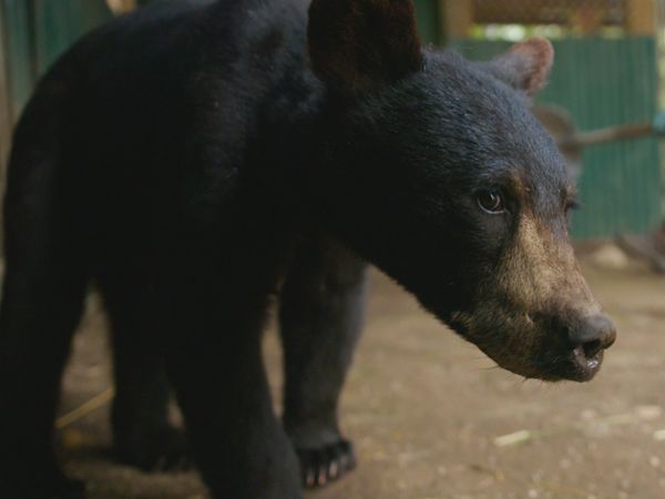 Wild Bear Rescue - Grin and Bear It