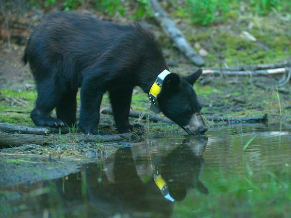 Wild Bear Rescue - Long Shots
