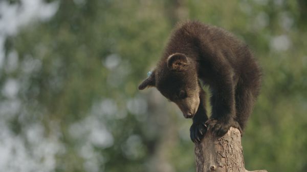 Wild Bear Rescue - Renny the Runt