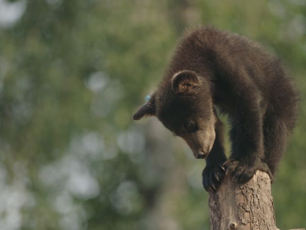 Wild Bear Rescue - Renny the Runt