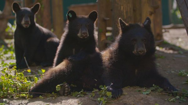 Wild Bear Rescue - Loner Bears