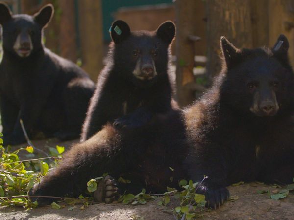 Wild Bear Rescue - Loner Bears