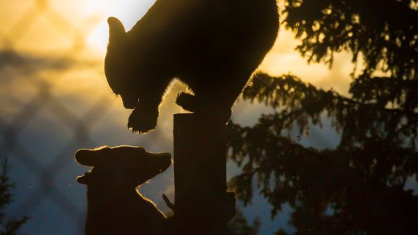 Wild Bear Rescue - Intruder Bear