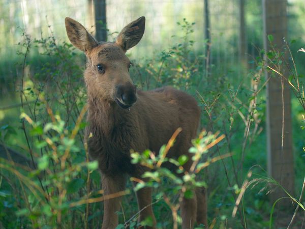 Wild Bear Rescue - Bear Hugs & Moose Kisses