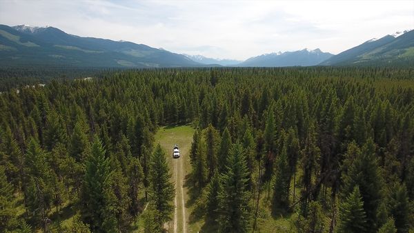Wild Bear Rescue - Critter Care