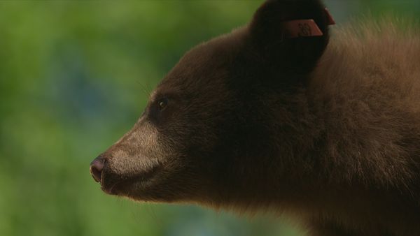 Wild Bear Rescue - The Biggest Release Ever