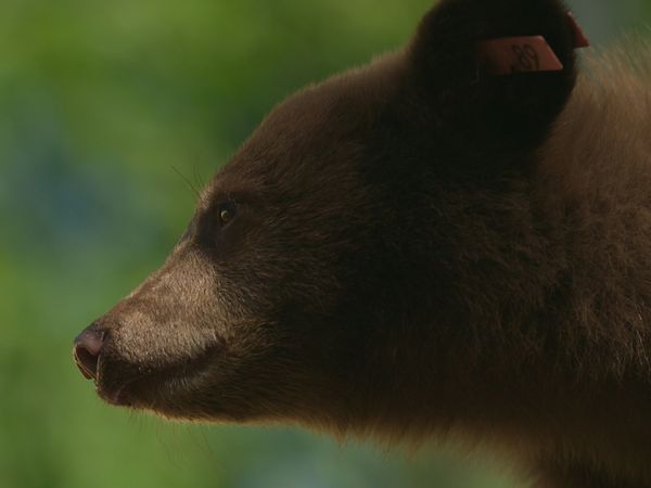 Wild Bear Rescue - The Biggest Release Ever