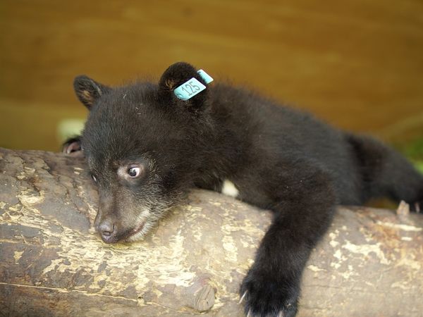 Wild Bear Rescue - Wasabi Goes Home