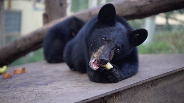 Wild Bear Rescue - Helter Shelter