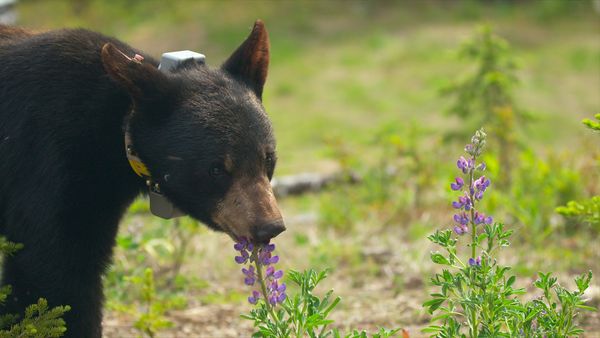 Wild Bear Rescue - Sophie's Secret