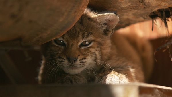 Wild Bear Rescue - Sleepless in Smithers
