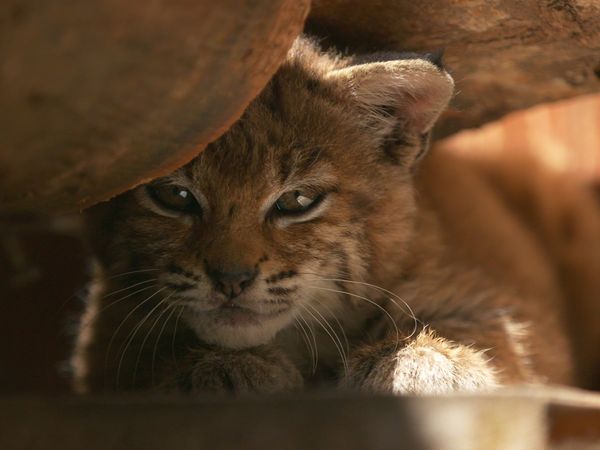 Wild Bear Rescue - Sleepless in Smithers