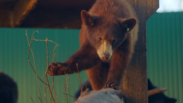 Wild Bear Rescue - Cub Trauma