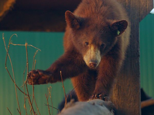 Wild Bear Rescue - Cub Trauma