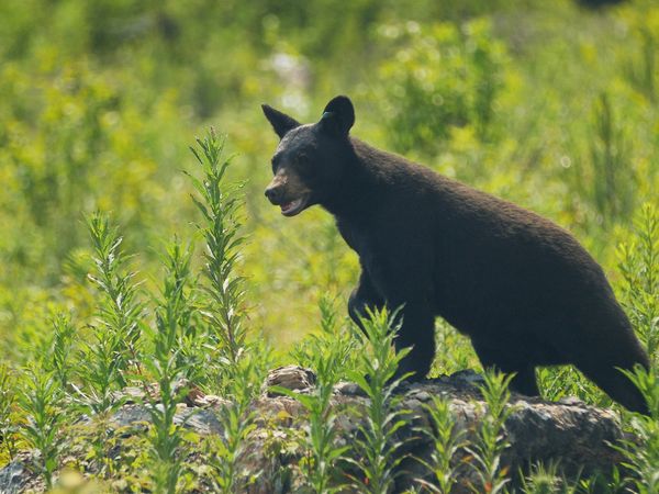 Wild Bear Rescue - Open Gate
