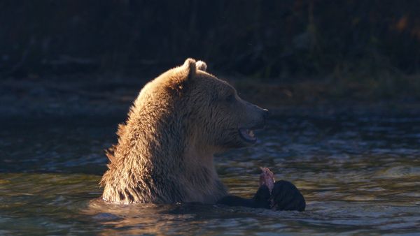 Wild Bear Rescue - Bearly Ready