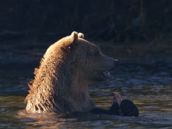 Wild Bear Rescue - Bearly Ready
