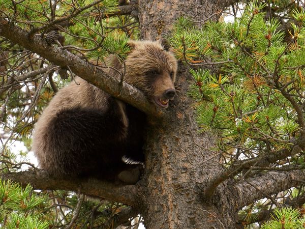 Wild Bear Rescue - Roadside Triage