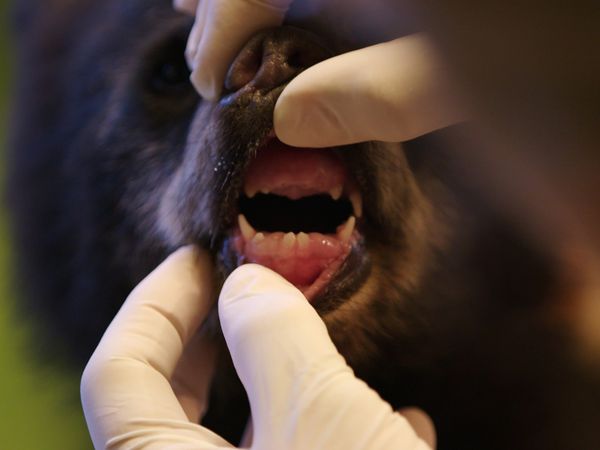 Wild Bear Rescue - Mud and Guts