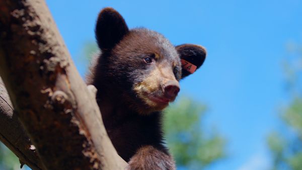 Wild Bear Rescue - Lights Out