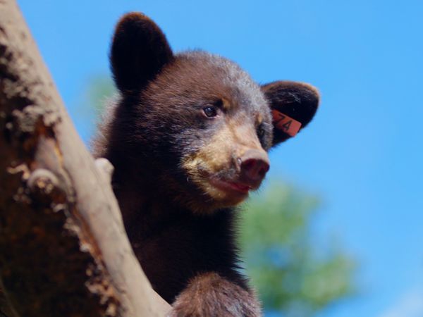 Wild Bear Rescue - Lights Out
