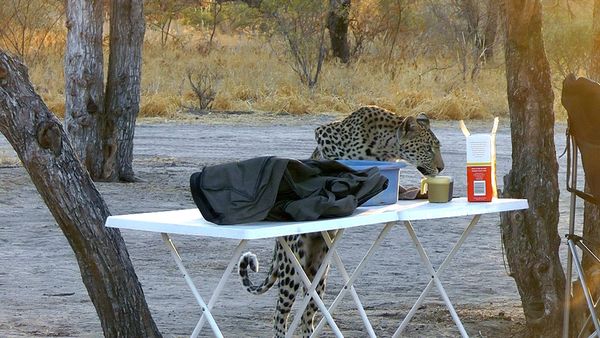 Epic Animal Encounters - Weird and Outrageous Encounters