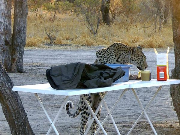 Epic Animal Encounters - Weird and Outrageous Encounters