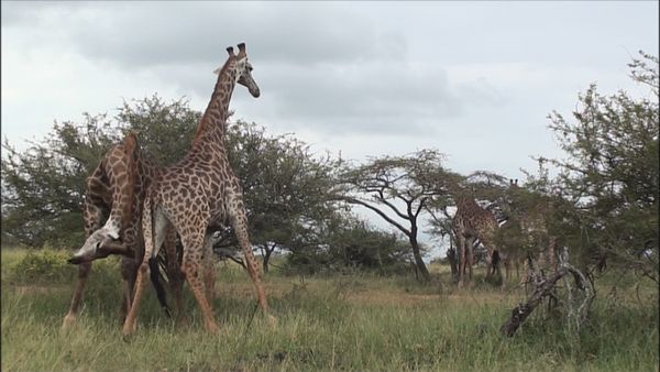 Epic Animal Encounters - Clash of the Predators