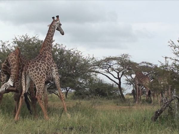 Epic Animal Encounters - Clash of the Predators